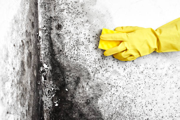 Office Mold Removal Services in Beebe, AR