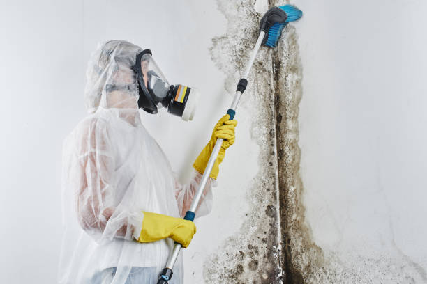 Certified Mold Removal in Beebe, AR