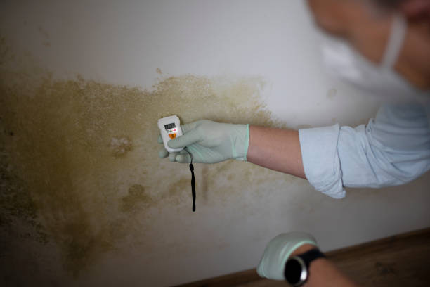 Best Mold Testing  in Beebe, AR